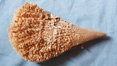 Periska je zaštićena vrsta, a sve ih je manje u Jadranu (Foto: Lucija Fanton / HRT - Radio Rijeka)