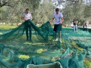 Učenici u berbi u školskom masliniku, Foto: OŠ Bartula Kašića/Radio Zadar