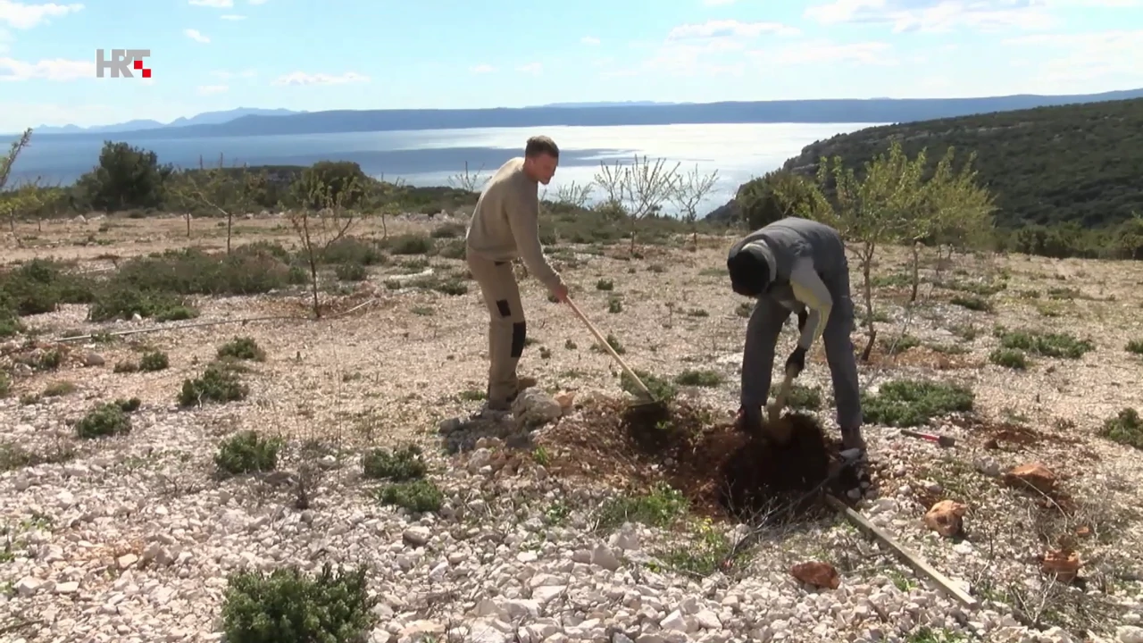 Plodovi zemlje: Bademi u bračkom kršu, Foto: Plodovi zemlje/Tatjana Lisičin/HTV/HRT