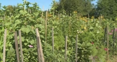 Biovrt Silvije Kolar-Fodor, mjesto gdje priroda i znanje rastu zajedno