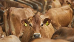 Francuska pokušava obuzdati širenje bolesti kvrgave kože