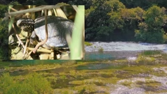 Barska kornjača vratila sa na Skradinski buk