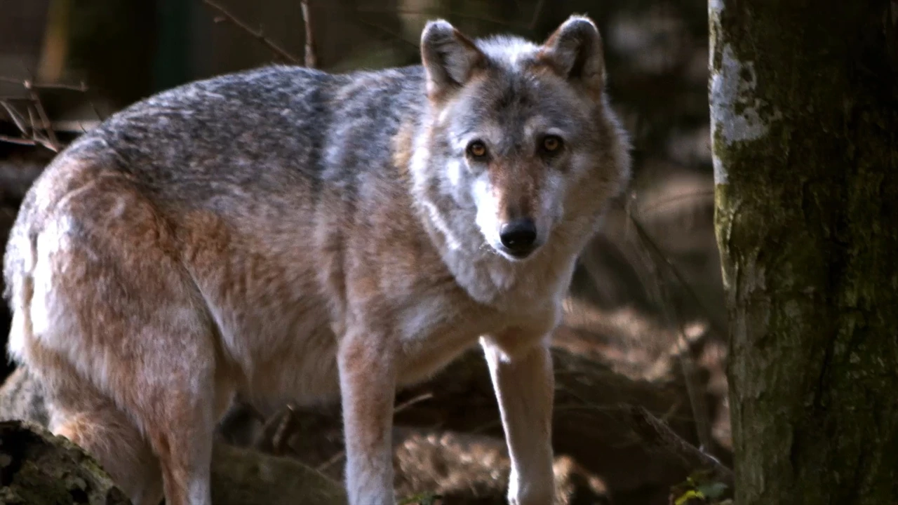 Utorak, 6. siječnja na Prvom, Foto: Lovac sakupljač/2. sezona dokumentarne serije