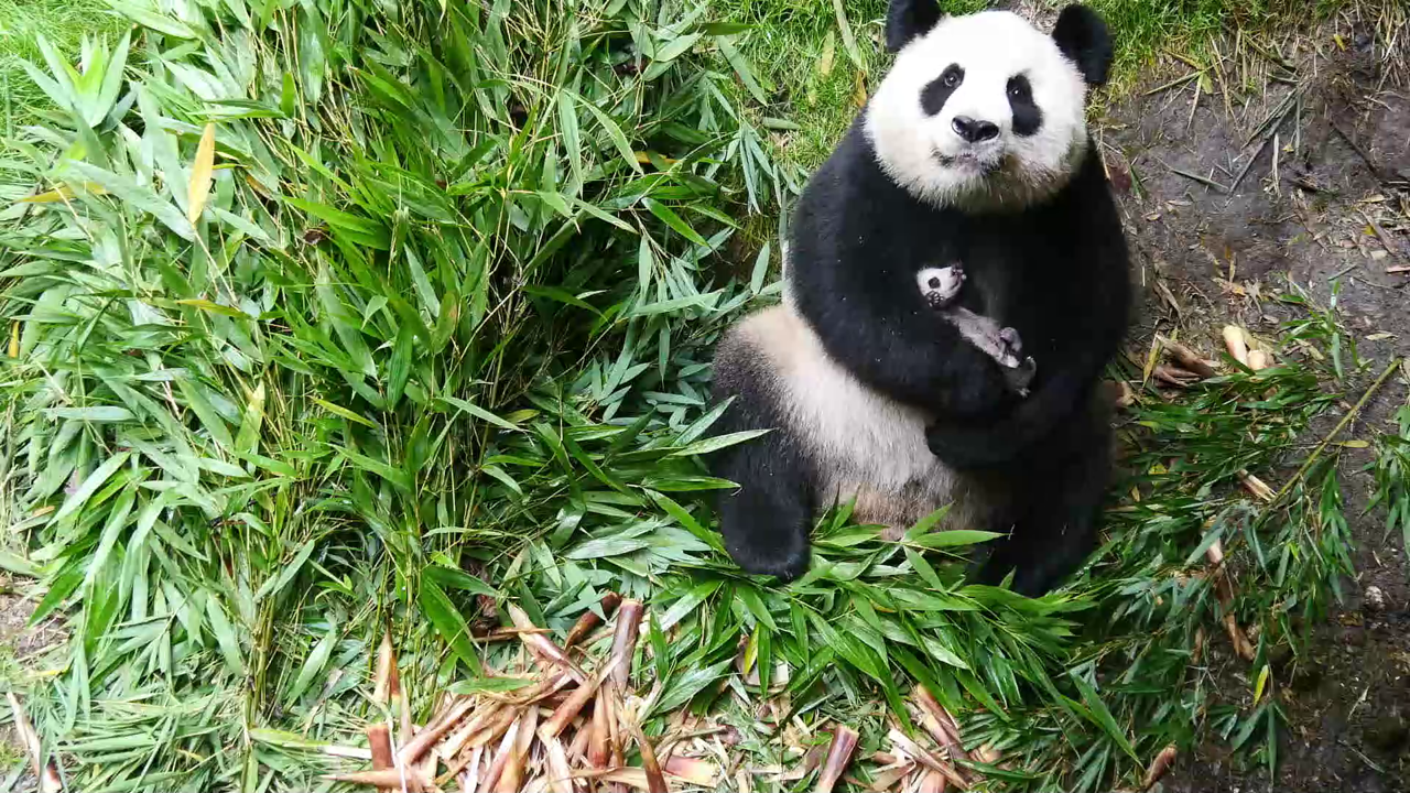 Ponedjeljak, 29. prosinca na Drugom , Foto: Četiri godišnja doba u carstvu velikih panda/dokumenarna serija 