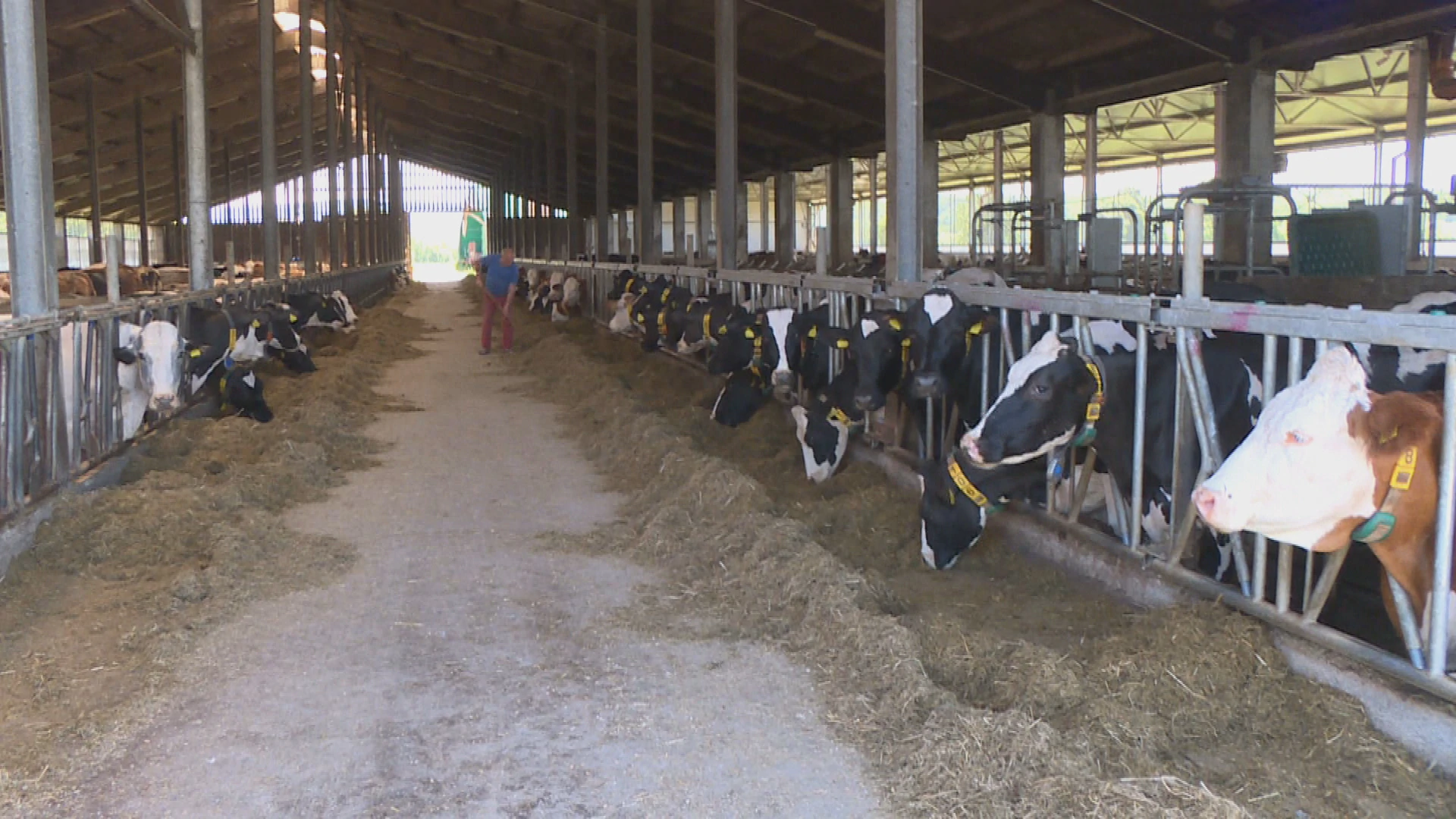 Mljekarstvo je postalo Sizifov posao