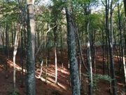 Papučke šume bukve, Foto: Tomislav Šikić/-