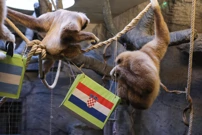 Giboni u zagrebačkom zoološkom vrtu prognozirali pobjednika utakmice, Foto:  Tomislav Miletic//PIXSELL