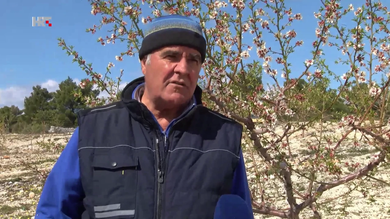 Nebojša Kurtović, vlasnik plantaže badema, Foto: Plodovi zemlje/HTV/HRT