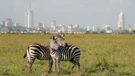 Odbjegle zebre uspješno uhvaćene nakon potjere kroz München