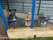 Azil za pse Viškovo, Foto: Vladimir Jurić/Radio Rijeka