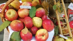Jabuke - Božičnice
