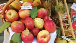 Jabuke - Božičnice