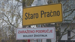 Strah od ptičje gripe