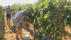 Rani početak berbe