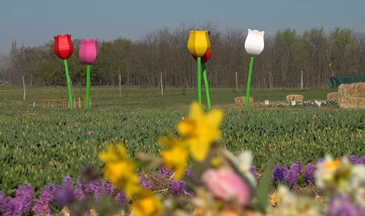 TulipGarden