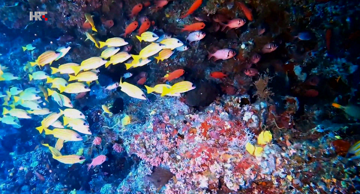 Koraljni grebeni prirodna su čuda. Dom su tisućama morskih vrsta pa raskošna staništa postaju čaroban podvodni raj. 