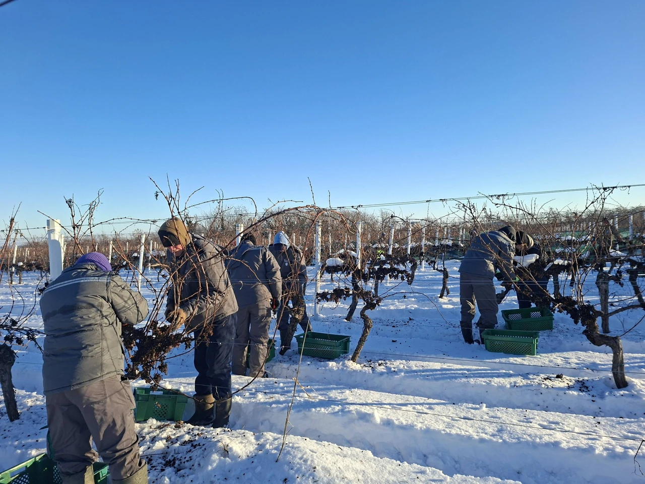 Ledena berba traminca na Principovcu, Foto: M.Milas/Radio Osijek