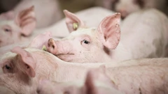 Afrička svinjska kuga