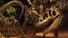 Dinosauri na aukciji