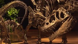 Dinosauri na aukciji