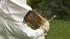Pčelar pregledava saće, Foto: Puls/HTV/HRT