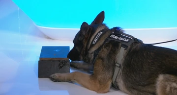 Vojno-policijski pas Sony