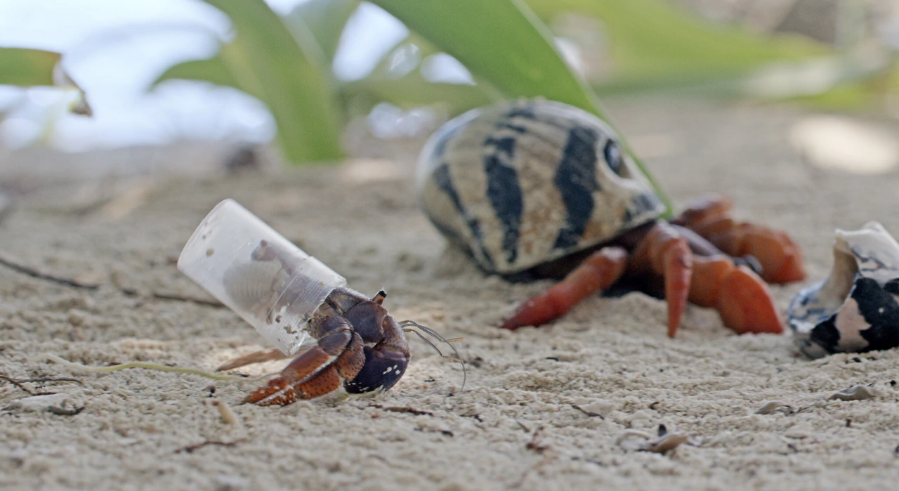 Utorak, 22. srpnja na Prvom , Foto: Špijun u oceanu/dokumentarna serija 