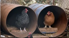 Upozorenje peradarima zbog pojave ptičje gripe