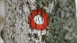 Markacija