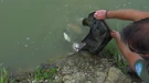 Iz ribogojilišta u jezero