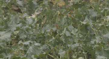 Šteta od divljači na usjevima