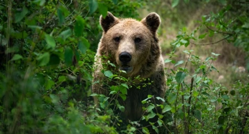 Japan na divlje medvjede poslao vojsku