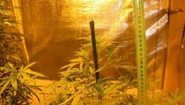 Marihuana