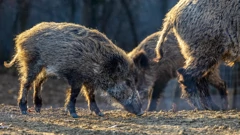 Nastavlja se odstrel divljih svinja