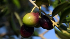 Ilustracija - masline