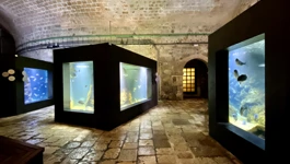 Akvarij u Dubrovniku