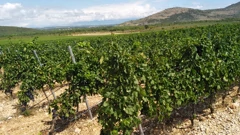 Hercegovački vinograd