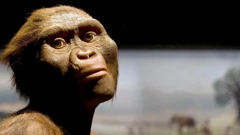 Australopitek Lucy