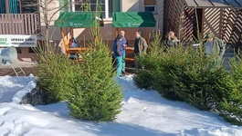 Goranska božićna drvca ne gube na popularnosti, dapače!