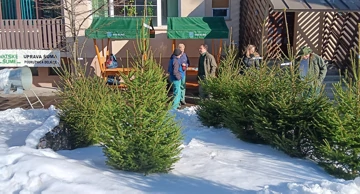 Goranska božićna drvca ne gube na popularnosti, dapače!