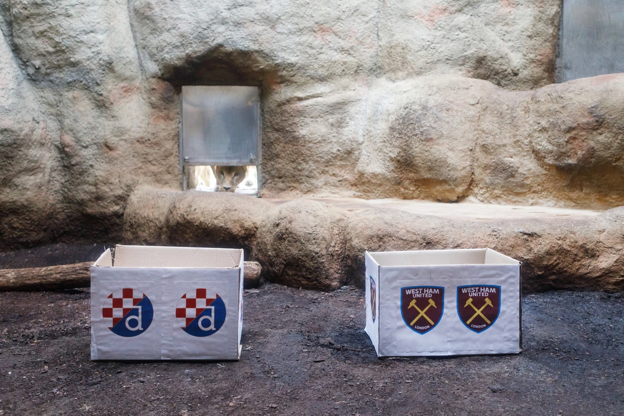 "Lavlja prognoza" utakmice Dinamo - West Ham, Foto: Tomislav Miletić/PIXSELL