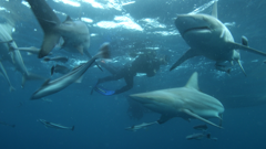 Ponedjeljak, 1. prosinca na Prvom , Foto: Ben Fogle: Opstanak vrsta - Morski psi/dokumenarna serija 