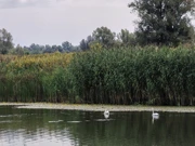Pecanje je ljubav, Foto: Neven Knežević/HRT Radio Osijek