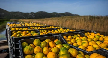 Mandarine, dolina Neretve