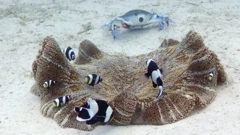 Četvrtak, 3. listopada na Drugom, Foto: Špijun u oceanu/dokumentarna serija