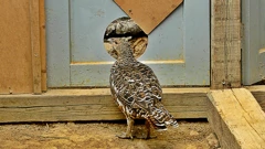 Boravak jedinki tetrijeba u uzgojnom centru važan je preduvjet za njihovo uspješno puštanje u prirodno okruženje.