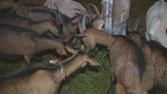 Koze recikliraju božićna drvca