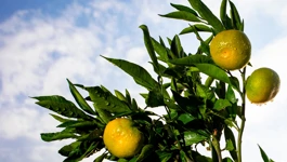 Berba mandarina
