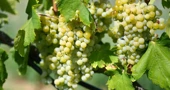 Mladi vinari vraćaju brodskom vinogornju staru slavu