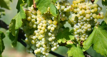Mladi vinari vraćaju brodskom vinogornju staru slavu